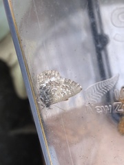 Theclinesthes serpentata