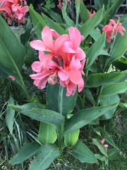 Canna × generalis