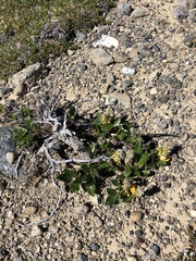 Salix arctica