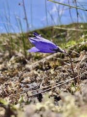 Campanula lasiocarpa