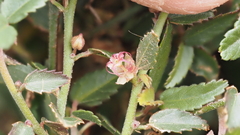 Ayenia compacta