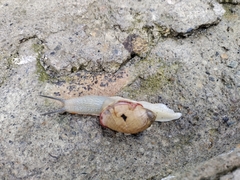 Plekocheilus calliostomus