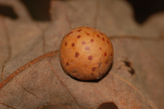 Atrusca quercuscentricola
