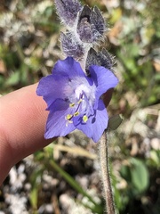Polemonium acutiflorum