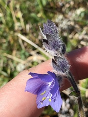 Polemonium acutiflorum