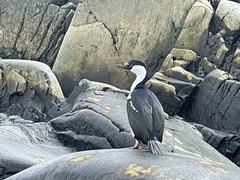 Leucocarbo bransfieldensis