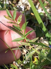 Polemonium acutiflorum