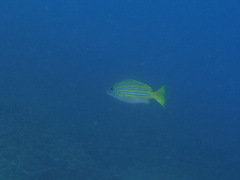 Lutjanus kasmira