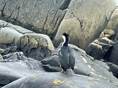 Leucocarbo bransfieldensis