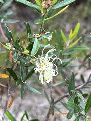 Grevillea sericea