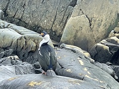 Leucocarbo bransfieldensis