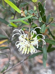 Grevillea sericea
