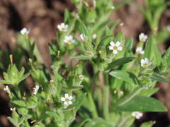 Microsteris gracilis