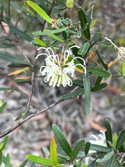 Grevillea sericea