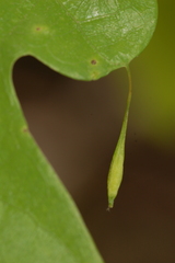 Andricus chinquapin