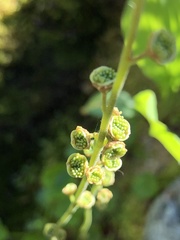 Pectiantia pentandra