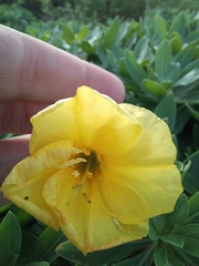 Oenothera