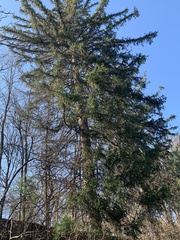 Picea omorika