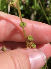 Pectiantia pentandra