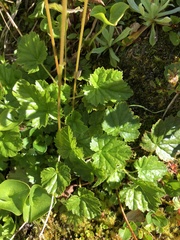 Pectiantia pentandra