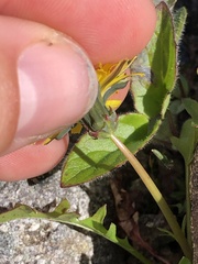 Taraxacum ceratophorum