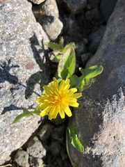 Taraxacum ceratophorum