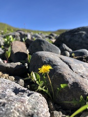 Taraxacum ceratophorum
