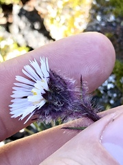 Erigeron humilis