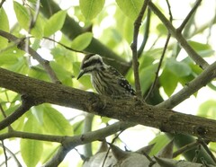 Yungipicus moluccensis