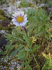 Erigeron humilis
