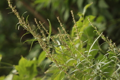 Artemisia vulgaris