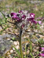 Pedicularis sudetica