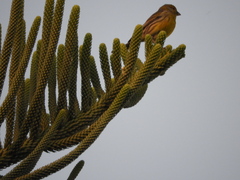 Serinus canaria