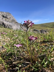 Pedicularis sudetica