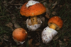 Amanita caesarea