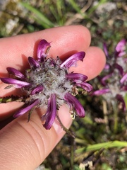 Pedicularis sudetica