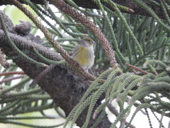 Serinus canaria