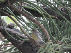 Serinus canaria