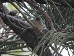 Serinus canaria