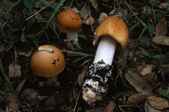 Amanita subnudipes