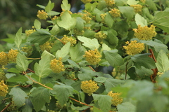 Physocarpus opulifolius