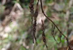 Episynlestes albicaudus