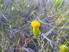 Pteronia flexicaulis