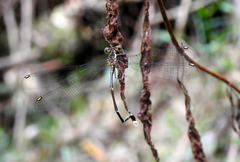 Episynlestes albicaudus
