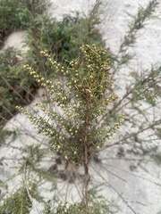 Artemisia dracunculus