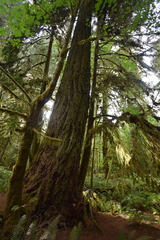 Picea sitchensis
