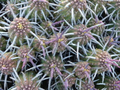 Euphorbia ferox