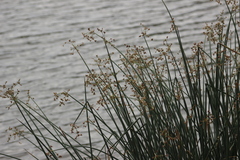 Schoenoplectus lacustris