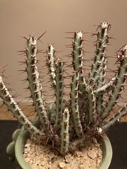 Euphorbia aeruginosa