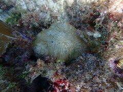 Pseudodiploria clivosa